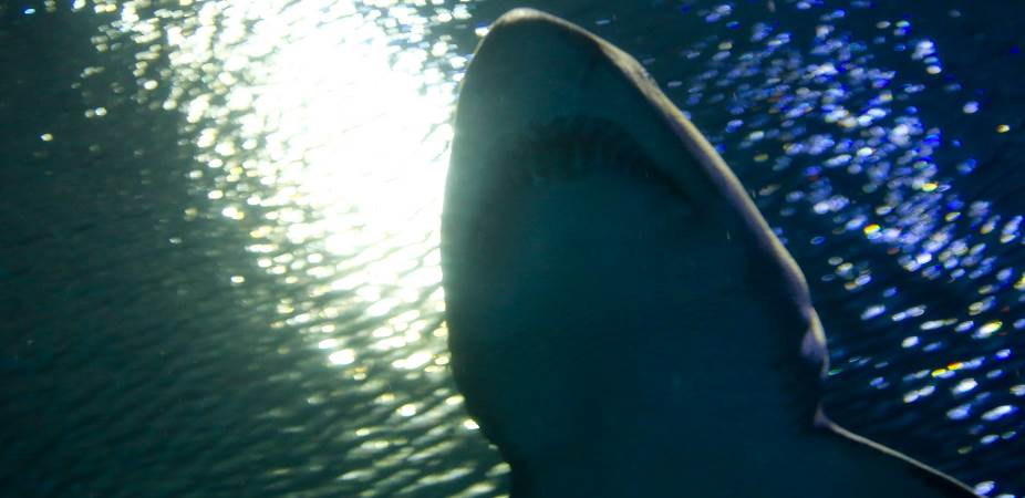 Tiburón mostarndo sus dientes