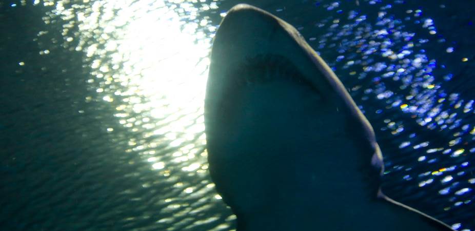 4 reasons to implement incentive plans in your company Shark showing teeth